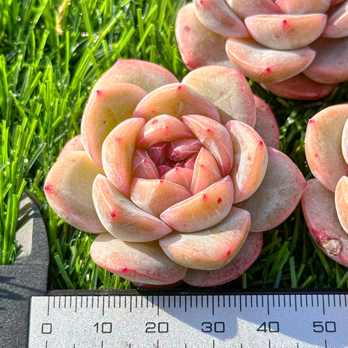 年末年始販売会 多肉植物 ドライアイス 超美苗 レア種 多肉植物