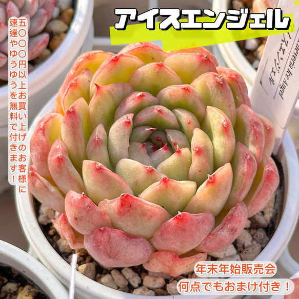 氷種藍花円型55～