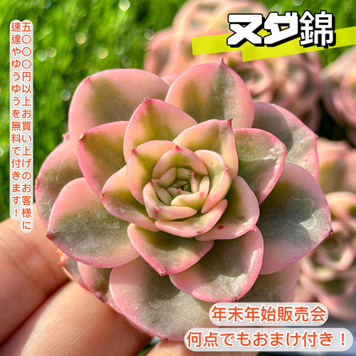 年末年始販売会 多肉植物 ヌダ錦 超美苗 レア種 多肉植物 kimizuenta29