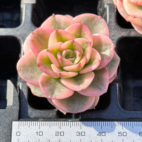 年末年始販売会 多肉植物 ヌダ錦 超美苗 レア種 多肉植物 年末年始販売会 多肉植物 ヌダ錦 超美苗 レア種 多肉植物