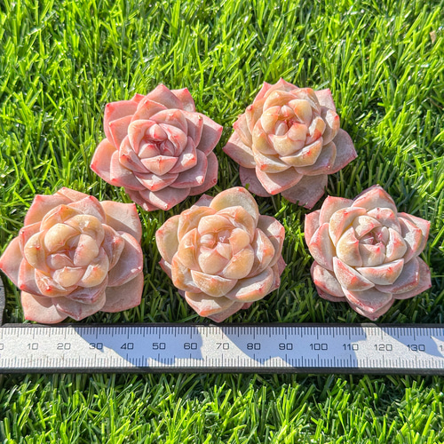 造花♪多肉植物と小花♪ 年末年始販売会 多肉植物 松花 超美苗 レア種 多肉植物 kimizuenta29