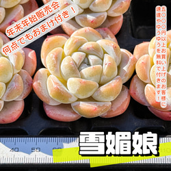 年末年始販売会 多肉植物 雪媚娘 超美苗 レア種 多肉植物 kimizuenta29