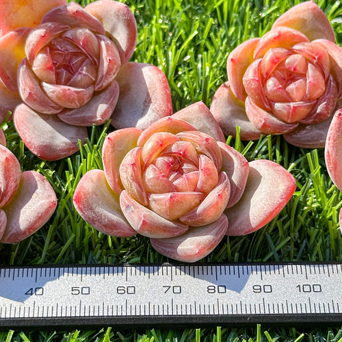 年末年始販売会 多肉植物 スタージェニー 超美苗 レア種 多肉 年末年始販売会 多肉植物 スタージェニー 超美苗 レア種 多肉
