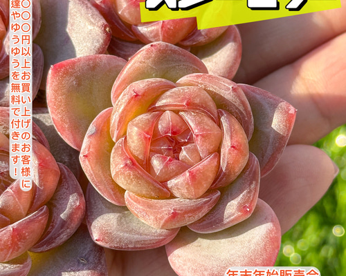 年末年始販売会 多肉植物 スタージェニー 超美苗 レア種 多肉 年末年始販売会 多肉植物 スタージェニー 超美苗 レア種 多肉