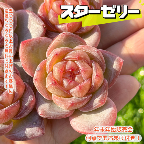 年末年始販売会 多肉植物 スタージェニー 超美苗 レア種 多肉植物