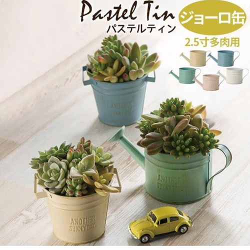 可愛い寄せ植え 多肉植物寄せ植え ブリキポット サンドピンク
