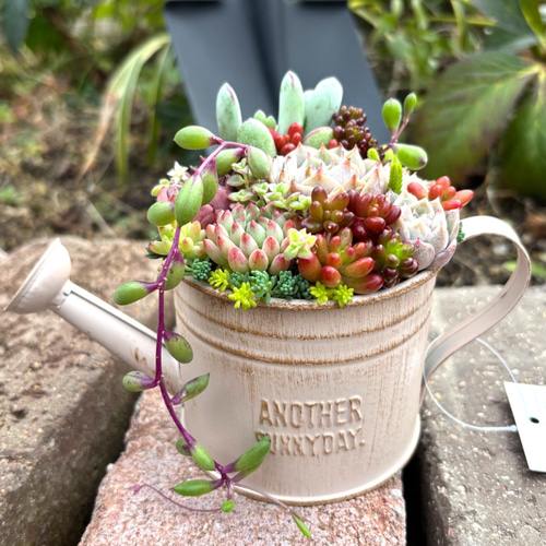 多肉植物寄せ植え　そのまま飾れる　オレンジのブリキポット♪︎* 多肉植物寄せ植え そのまま飾れる オレンジのブリキポット