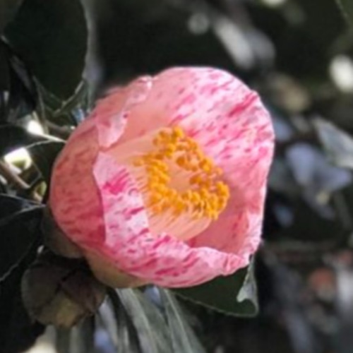 椿【 玉霞⠀】絞り抱え咲のとても可愛い椿 茶花として 床や掛け
