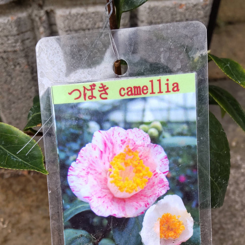 椿【 玉霞⠀】絞り抱え咲のとても可愛い椿 茶花として 床や掛け