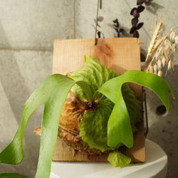 現品限りの希少種！ビカクシダ・ホーンズサプライズ板付き