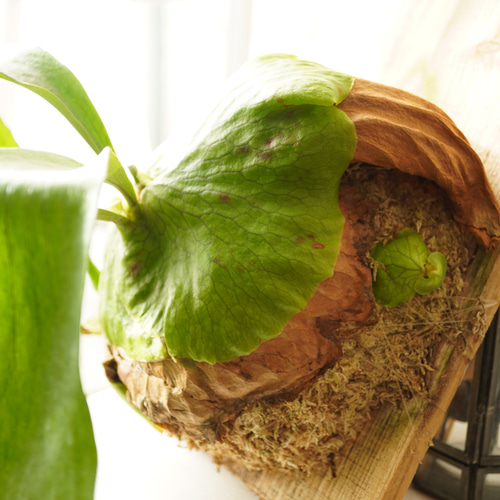 ビカクシダ ホーンズサプライズ　木製ボード付き 観葉植物 ビカクシダ ホーンズサプライズ 木製ボード付き 観葉植物