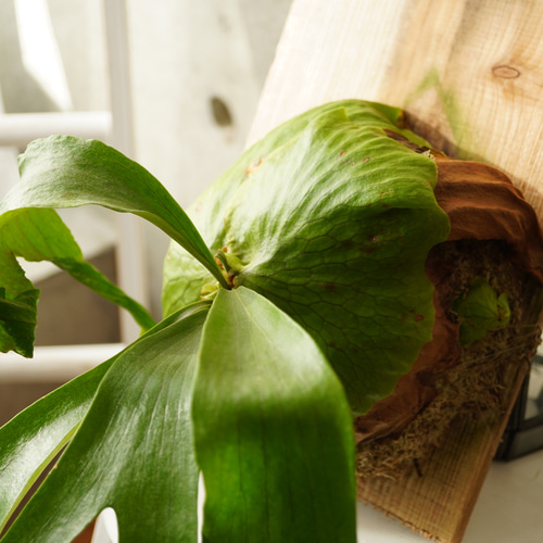 ビカクシダ ボーンズサプライズ 大株コルク板付け 現品限りの希少種