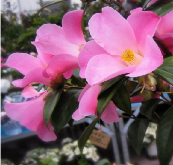 椿【  チューリップタイム⠀】花びらがやや反り返る特徴的な椿  1月蕾付き開花予定株