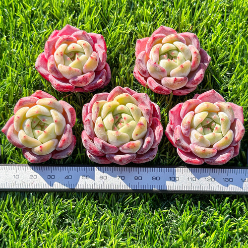 年末年始販売会 多肉植物 エケベリア 文瑾 超美苗 レア種 多肉植物