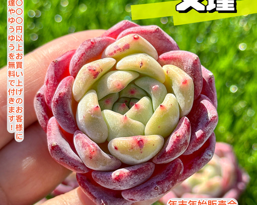 年末年始販売会 多肉植物 エケベリア 文瑾 超美苗 レア種 多肉植物