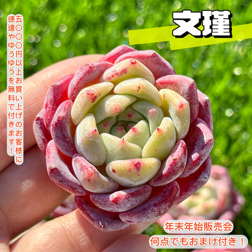 多肉植物　エケベリア　販売会　もんずページ 年末年始販売会 多肉植物 エケベリア 文瑾 超美苗 レア種 多肉植物