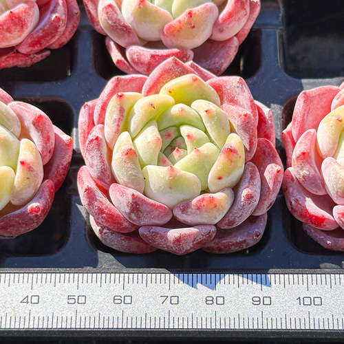 年末年始販売会 多肉植物 エケベリア 文瑾 超美苗 レア種 多肉植物