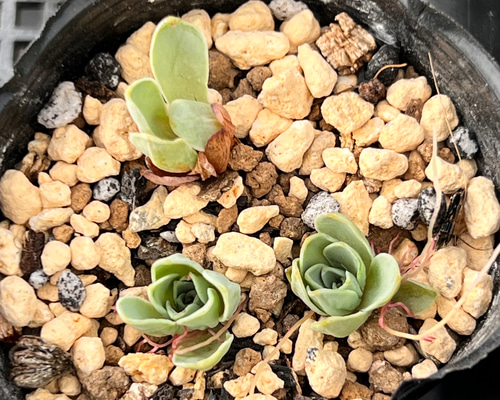 ドドランタリス＊多肉植物＊抜き苗 多肉植物 ＊N＊ 通販 18720542