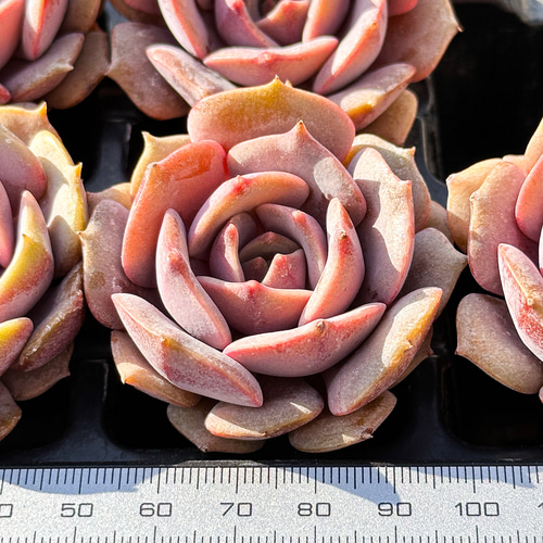 年末年始販売会 多肉植物 エケベリア ピンクバタフライ 超美苗 レア種