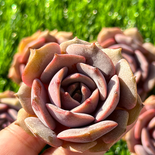 Srmke様ご確認用・多肉☆ピンクバタフライ・３苗 PREMIUM】 抜き苗 ピンクバタフライ 3頭群生 Echeveria 'Pink