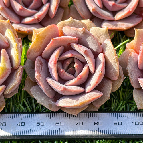 Srmke様ご確認用・多肉☆ピンクバタフライ・３苗 PREMIUM】 抜き苗 ピンクバタフライ 3頭群生 Echeveria 'Pink