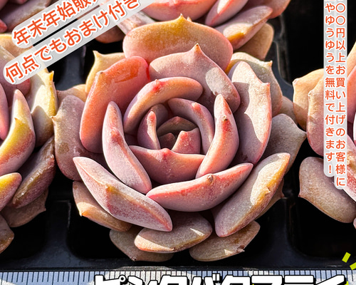 Srmke様ご確認用・多肉☆ピンクバタフライ・３苗 Srmke様ご確認用・多肉☆ピンクバタフライ・3苗