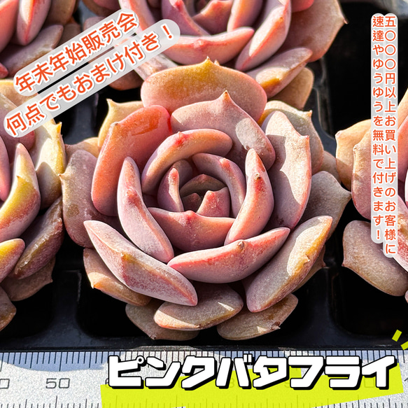 年末年始販売会 多肉植物 エケベリア ピンクバタフライ 超美苗 年末年始販売会 多肉植物 エケベリア ピンクバタフライ 超美苗