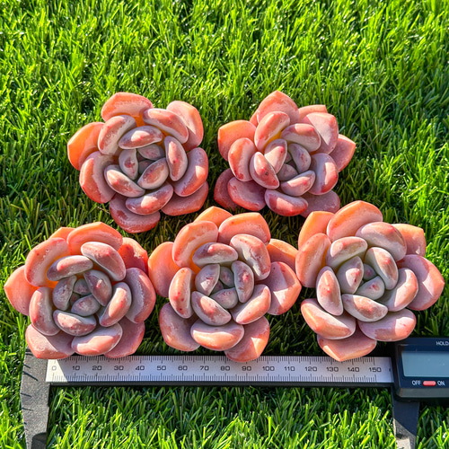 年末年始販売会 多肉植物 エケベリア 月桂 超美苗 レア種 大株 多肉