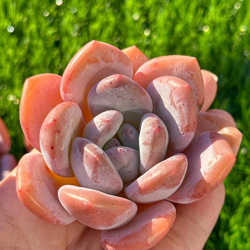 年末年始販売会 多肉植物 エケベリア 月桂 超美苗 レア種 大株 多肉