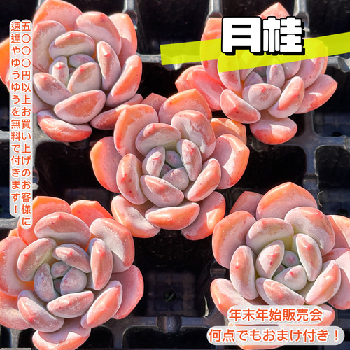 ⭐︎月⭐︎さまご予約: 養老④ 5カット　カット苗　エケベリア　多肉植物 年末年始販売会 多肉植物 エケベリア 月桂 超美苗 レア種 大株 多肉
