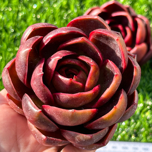 エケベリア　引退品詰め合わせ k18多肉植物エケベリアカット苗☆寄植え詰め合わせセット