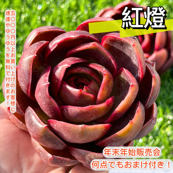 年末年始販売会 多肉植物 エケベリア 紅燈 超美苗 レア種 大株