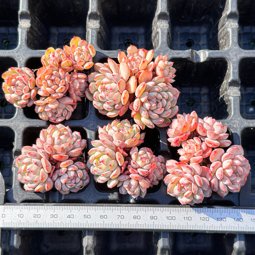 まとめ売り カット苗 90個 乾燥済み まとめ売り カット苗 90個 乾燥済み 多肉植物＊気まぐれ寄せ植え＊ピンク