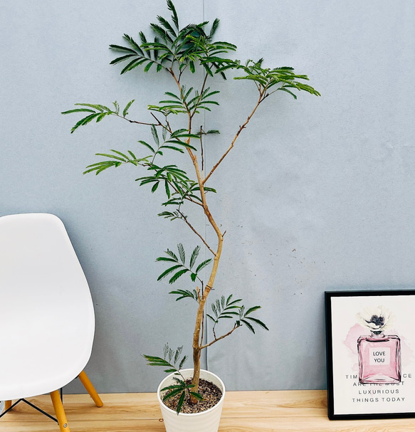 エバーフレッシュ 145cm 8号