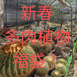 レアサボテンコレクション・マミラリア属・ピコモンストinわけけのお店