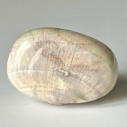 ペトリファイド ウッド スラブ 珪化木 マダガスカル産 ペトリファイド ウッド スラブ 珪化木 マダガスカル産