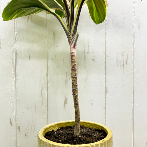 コルジリネ チョコレートクイーン Cordyline terminalis コルジリネ チョコレートクイーン Cordyline terminalis