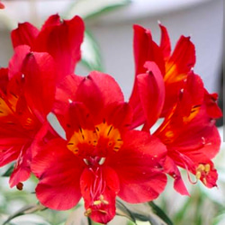 アルストロメリア 苗 ロックンロール ポット 宿根草 花苗 ガーデニング