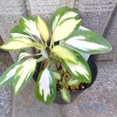 アルストロメリア 苗 ロックンロール ポット 宿根草 花苗 ガーデニング
