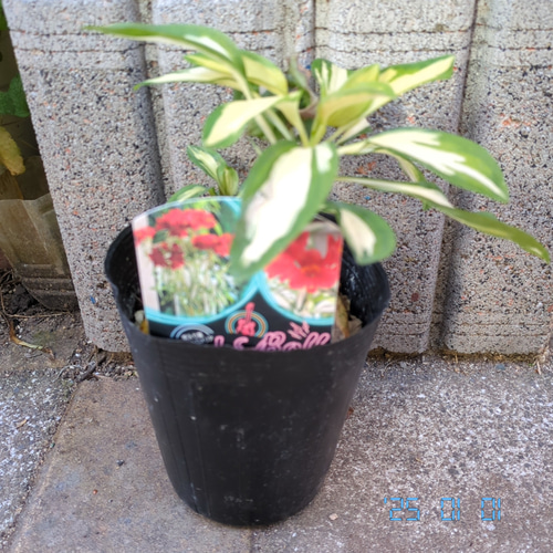 アルストロメリア 苗 ロックンロール ポット 宿根草 花苗 ガーデニング