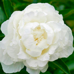 牡丹【花競⠀】大輪のピンクの代表花千重ね咲き見る角度により