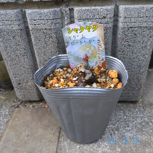 芍薬 【マダム クラウドダン】 シャクヤク苗 ピュアホワイトの無垢な