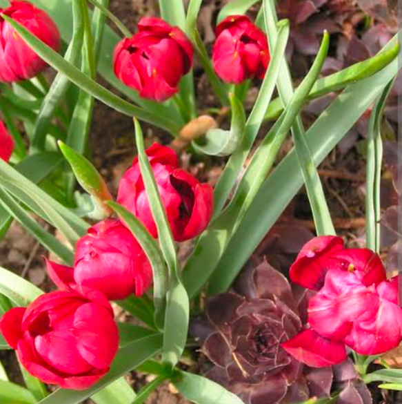 プルケラ テタテタ 3球】オランダ産 原種系ミニチューリップ