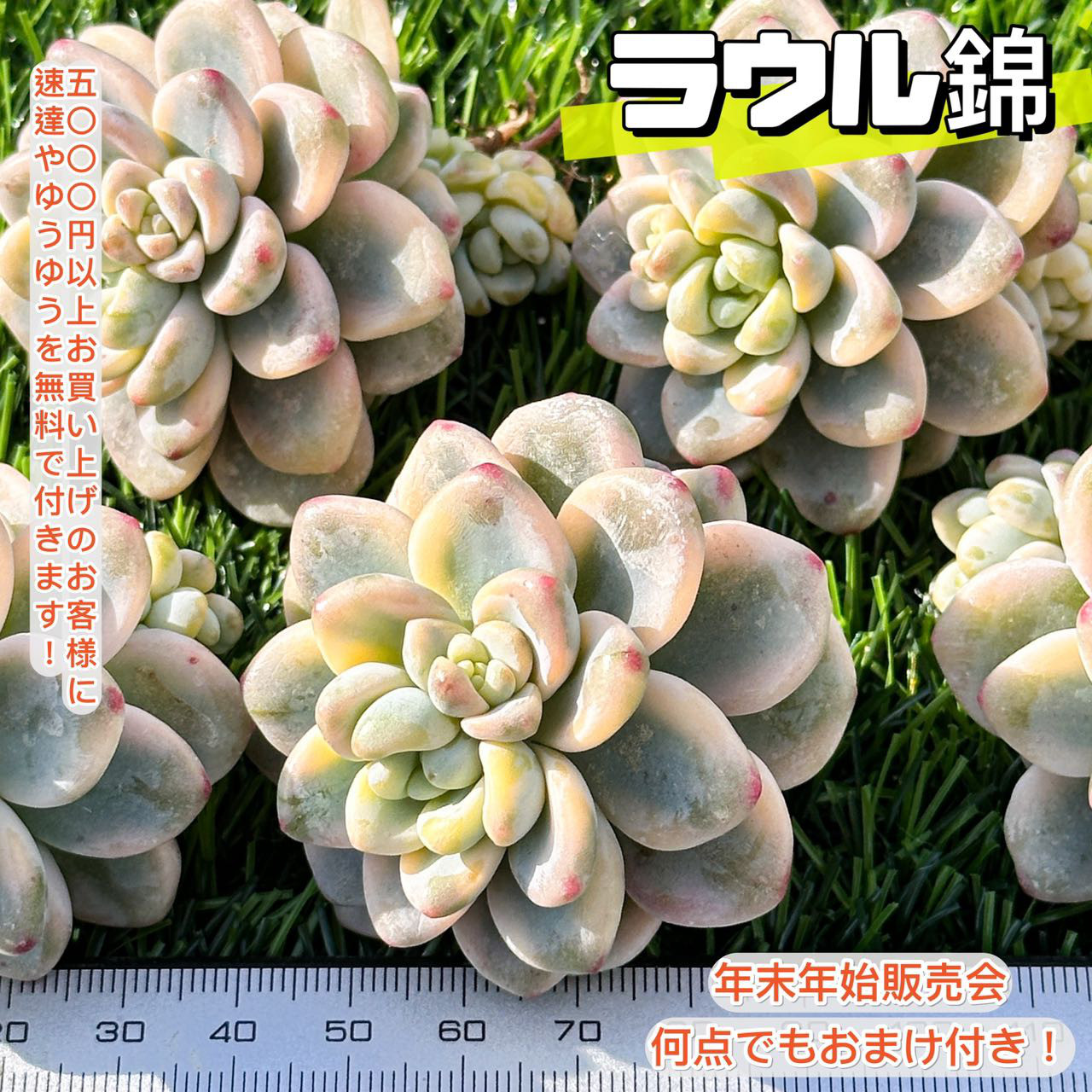 多肉植物　エケベリア　販売会　ꕤclara*ページ