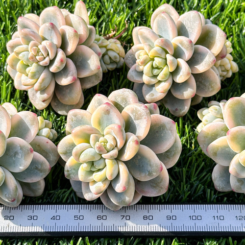 ラウル錦 カット苗 多肉植物 ラウル錦 カット苗 多肉植物