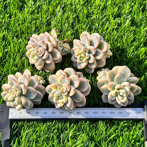 年末年始販売会 多肉植物 エケベリア ラウル錦 超美苗 レア種 多肉植物