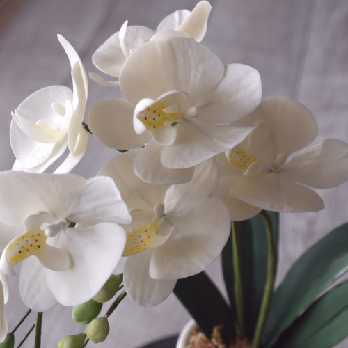 ◇粘土のお花◇ ミニ胡蝶蘭 K1101-1 アートフラワー Old-Fantasy 通販