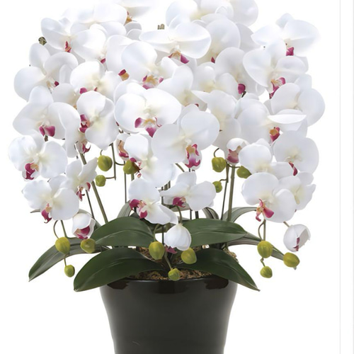 光触媒　人工観葉植物　ウォールグリーン　クィーン胡蝶蘭5本w/ab高さ74センチ 光触媒 人工観葉植物 ウォールグリーン クィーン胡蝶蘭5本w/ab高さ74