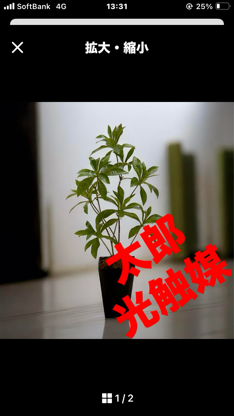 光触媒　人工観葉植物　ウォールグリーン　フェイクグリーン　フレッシュアセビ