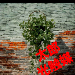 光触媒　人工観葉植物　ウォールグリーン　フェイクグリーン　壁掛けプミラ 光触媒 人工観葉植物 ウォールグリーン フェイクグリーン 壁掛けプミラ